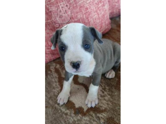 Κουτάβια Blue American Staffordshire Terrier
